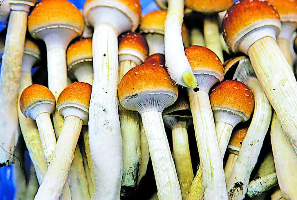 Mushroom online | Edibles online | Buy mushroom and edibles